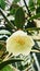 Magnolia figo with dew drops on petals , vertical.