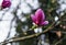 Magnolia flower 1 - Targu Jiu