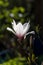 Magnolia flower back lit with natural light.