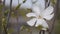 The Magnolia flower. Beautiful elegant flower. Gift for girl