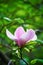 Magnolia flower, beautiful purple with white flower and buds blooming in the park in spring