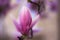 Magnolia flower blur