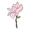 Magnolia flower on branches. Big bud. Botanical pattern for cards and invitations