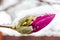 A magnolia flower bud in the snow close-up.