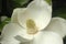 Magnolia flower close-up. Snow-white petals surrounded by hard glossy green leaves. A beautiful southern flower. A huge