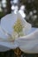 Magnolia Flower Closeup with Beautiful White Petals and Stamens with Dewy Nectar Droplets