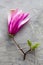 Magnolia flower closeup on concrete background.