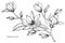 Magnolia flower drawing illustration. Black and white with line art.