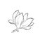 Magnolia flower image. hand drawn flourish illustration. vector floral element for greeting and invitation design