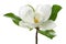 Magnolia flower with leaves on white background