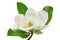 Magnolia flower with leaves on white background