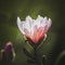 Magnolia flower in the park on dark background