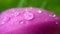 Magnolia flower raindrop macro