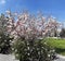 Magnolia Flower shrubs and blue sky