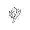 Magnolia flower on a twig is made on a white background. Isolated line drawing on white background.