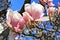 Magnolia, a flowering plant, a sign of spring