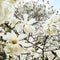 Magnolia flowering tree in the spring day