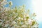 Magnolia flowers in bloom - view from below