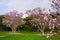 Magnolia flowers blooming in late winter in Botanic Gardens