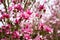 Magnolia flowers blooming in late winter in Botanic Gardens