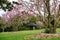 Magnolia flowers blooming in late winter in Botanic Gardens