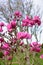 Magnolia flowers blooming in late winter in Botanic Gardens