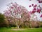 Magnolia flowers blooming in late winter in Botanic Gardens