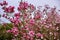 Magnolia flowers blooming in late winter in Botanic Gardens