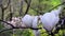 Magnolia flowers blossom on tree branch in the garden. Beautiful Magnolia white flowering branches against blue sky.