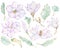 Magnolia flowers clip art. Watercolor spring floral elements botanical collection. Elegant magnolia flowers and leaves