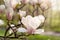 Magnolia flowers closeup