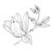 Magnolia flowers drawing and sketch with line-art on white backgrounds