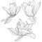 Magnolia flowers drawing and sketch with line-art on white backgrounds