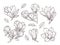Magnolia flowers sketch. Drawing botanical spring bunch flower. Isolated blossom plant and leaves. Hand drawn vintage