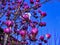 Magnolia flowers - Targu Jiu - Romania