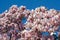 Magnolia Flowers tree with blue sky in the spring in Bucharest , Romania