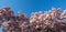 Magnolia Flowers tree with blue sky in the spring in Bucharest , Romania