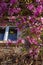 Magnolia flowery branches around window of house in the sunlight in spring