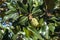 Magnolia fruit and leaves