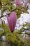 Magnolia Galaxy, budding red-purple flower