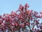 Magnolia Galaxy during flowering