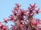 Magnolia Galaxy during flowering