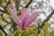 Magnolia Galaxy, fragrant rose-pink flower