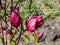 Magnolia `Genie` with deep red, almost black bud that open into medium-sized, cup shaped, lotus-like burgundy red flowers