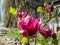 Magnolia `Genie` with deep red, almost black bud that open into medium-sized, cup shaped, lotus-like burgundy red flowers
