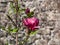 Magnolia `Genie` with deep red, almost black bud that open into medium-sized, cup shaped, lotus-like burgundy red flowers