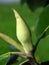 Magnolia grandiflora bud