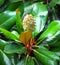 Magnolia Grandiflora Fruit