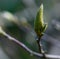 Magnolia green bud closeup