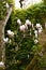 Magnolia, Hidcote Gardens, Gloucestershire, England, UK